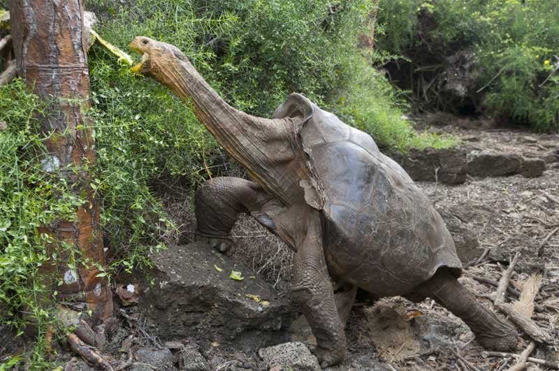 Megmentették az Espanola-szigeti óriásteknősöket