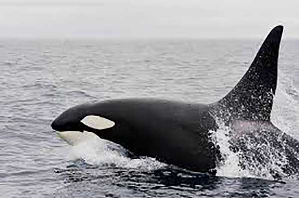 Megszakítja az együttműködést a kardszárnyú delfineket tartó parkokkal egy neves brit utazási iroda