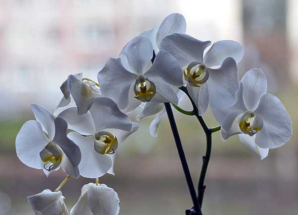 A vanília az adventi orchidea bemutató központi tematikája