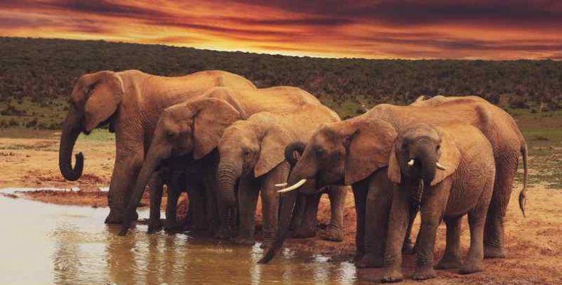 Egész elefántcsordát költöztetnek Angliából Kenyába