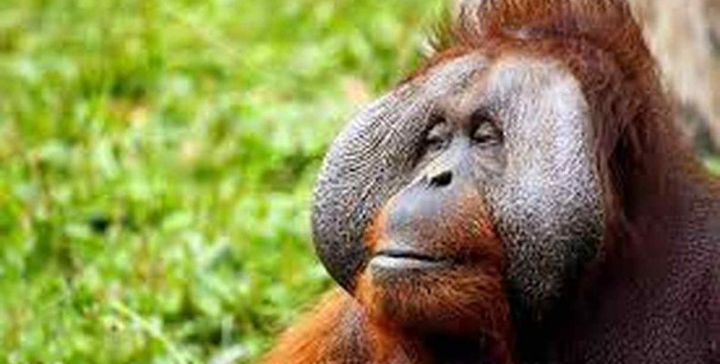 Az orangutánok saját maguktól jönnek rá, hogyan kell „kalapáccsal” feltörni a dióféléket