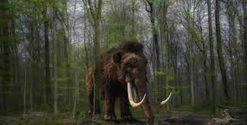 Kétszer is körbesétálhatta volna a Földet élete alatt egy ősi gyapjas mamut