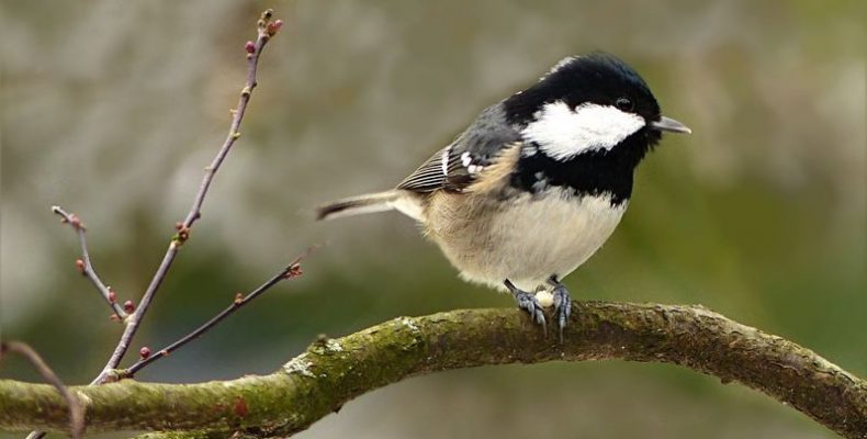 Fejlesztik a Gödör Madárbarát parkot Cibakházán